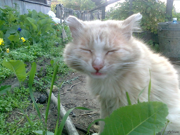 Мой Кот Василий..