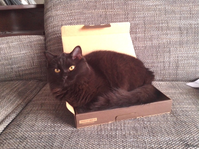 Ловушка для котов в действии