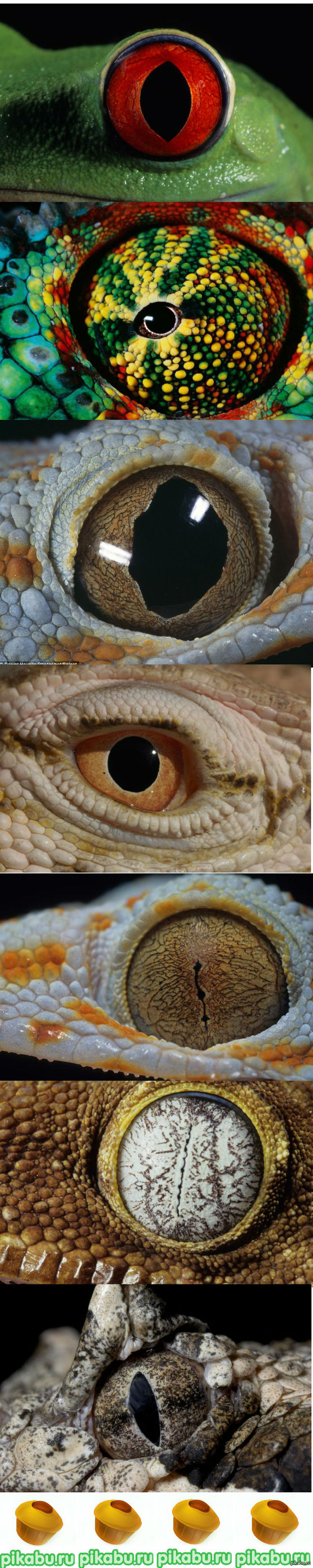 Reptile eyes