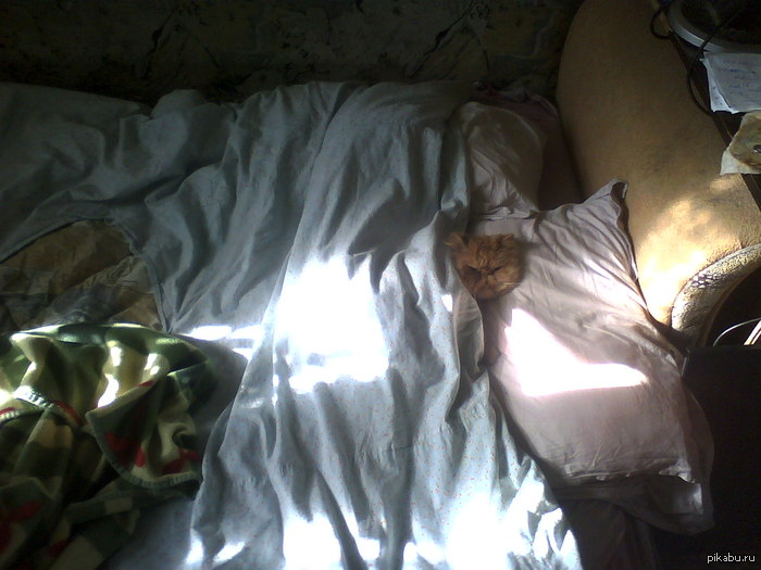 раз уж все своих котов показывают, то покажу и я