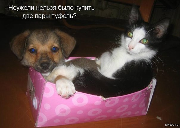 Подпись К Фото С Животными