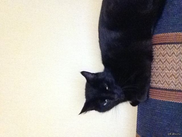 Блин моя кошка упоротая)))