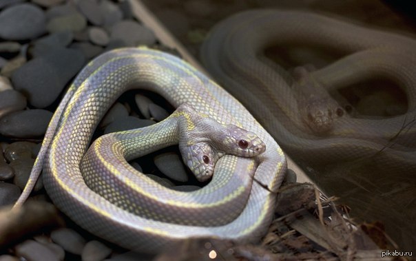 Двухголовая змея В московском зоопарке демонстрируют двуглавую Калифорнийскую королевскую змею альбиноса, встречающуюся один раз на миллион.