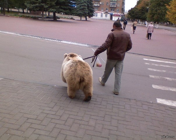 Ну не на ковер же ему нужду справлять! | Пикабу