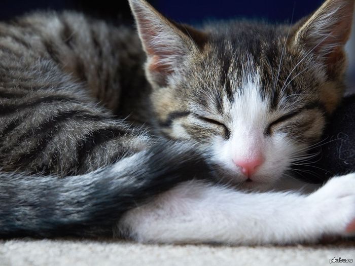 I <3 cats!