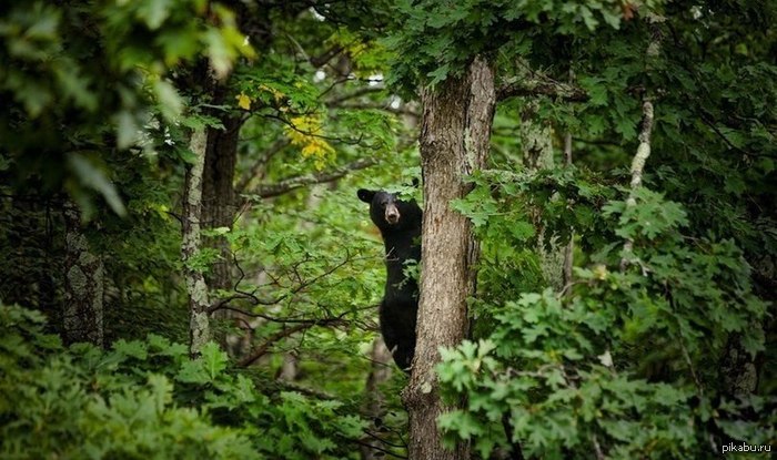 Ну вы поняли...;)