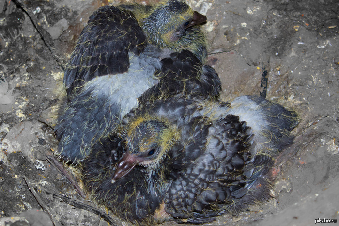 Кто там не видел птенцов голубей?