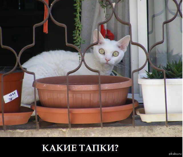 -Какие тапки?