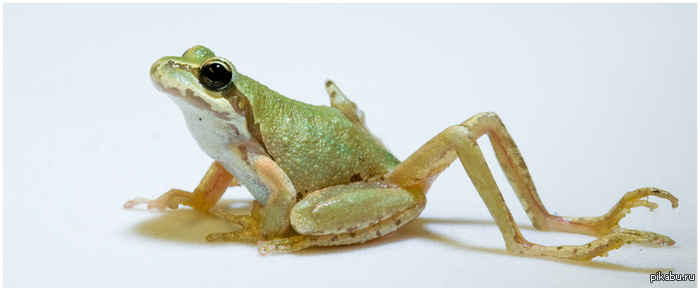 Шестилапая лягушка