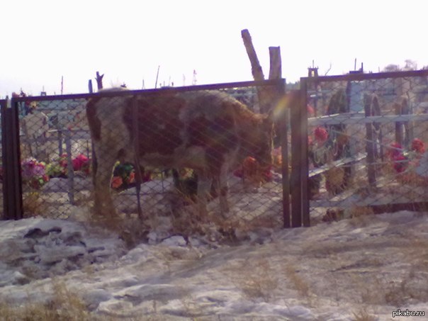 Корова на кладбище.