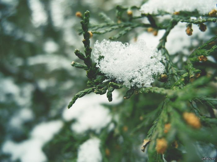 Snowball* - My, Snow, Thuja, Hooolodno