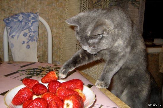 Fresh strawberries for Friday... - NSFW, Strawberry, Friday, Berries, cat, Strawberry (plant)