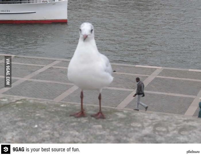 A good photographer is worth its weight in gold. - Seagulls, 9GAG
