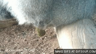 - .  .. 