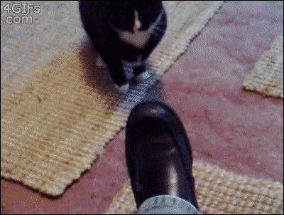 Kote attacks - cat, Attack, Boots, GIF