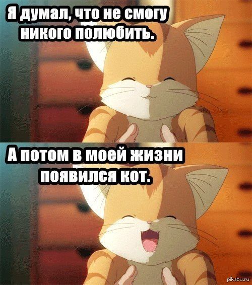 Без кота и жизнь не та | Пикабу