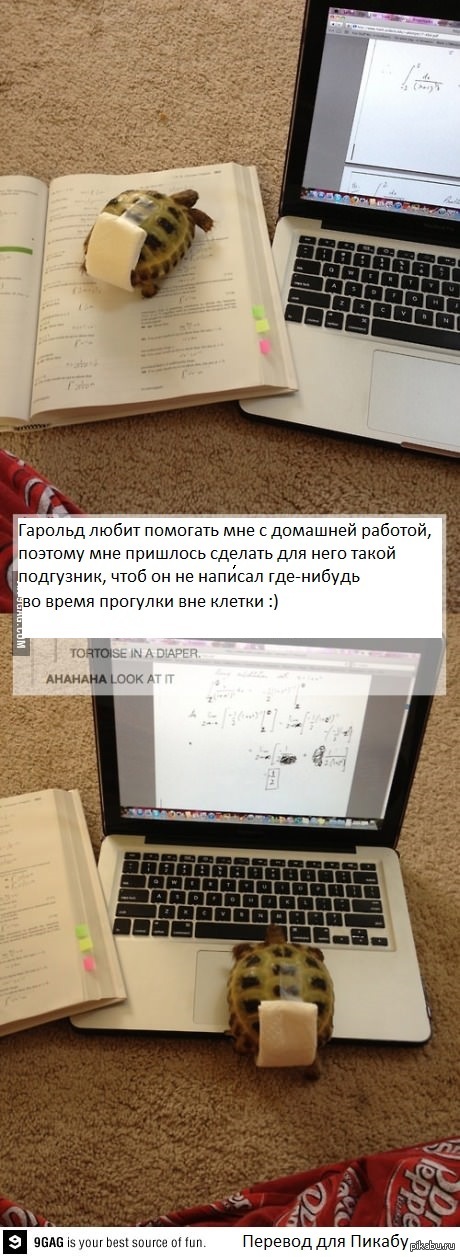 Это Гарольд...