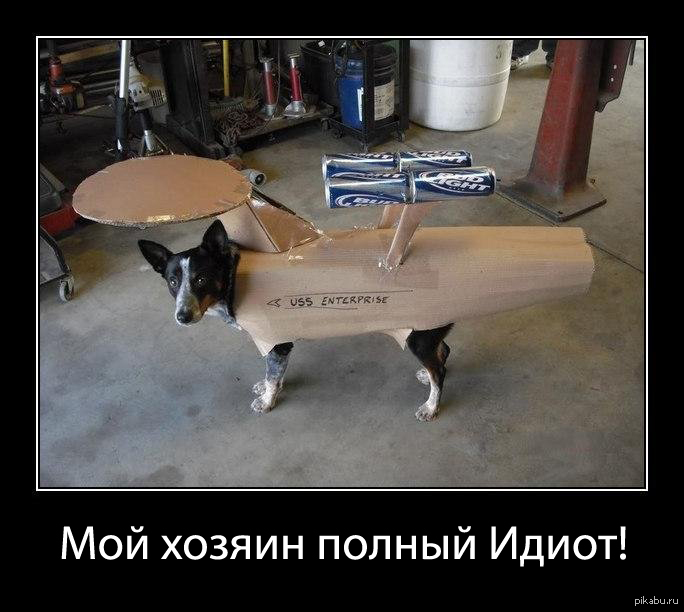 Кот идиот