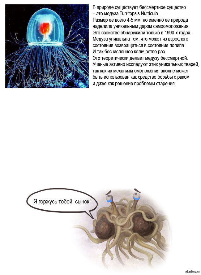 Бессмертные существа на земле. Бессмертная медуза. Медуза Turritopsis nutricula. Бессмертное существо. Медузы которые живут вечно.