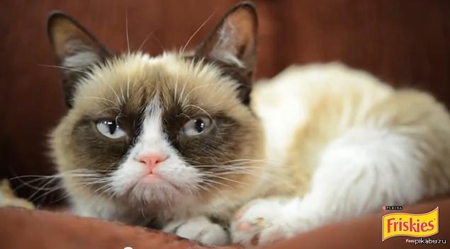 GK �����-��� ������� � ������� Friskies