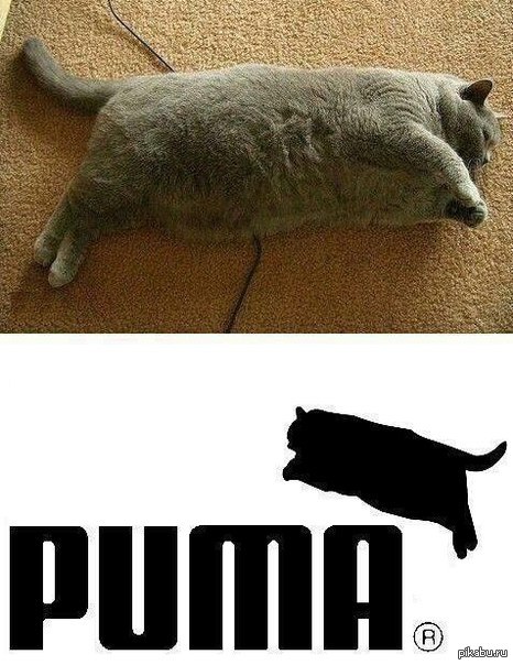 Пума уже не та :3