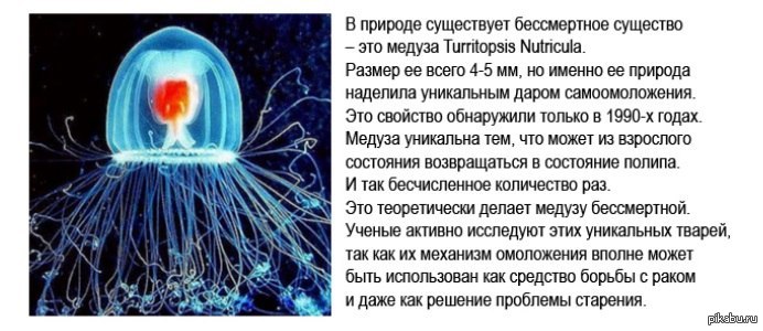 Бхагават гитта реинкарнация. Микула-кощей бессмертный. Описание кощея бессмертного. Кто является бессмертным. Кощей бог славянской мифологии.