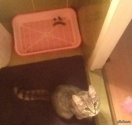 ����� �������