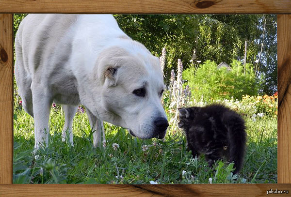 Джара и Варлаковичи