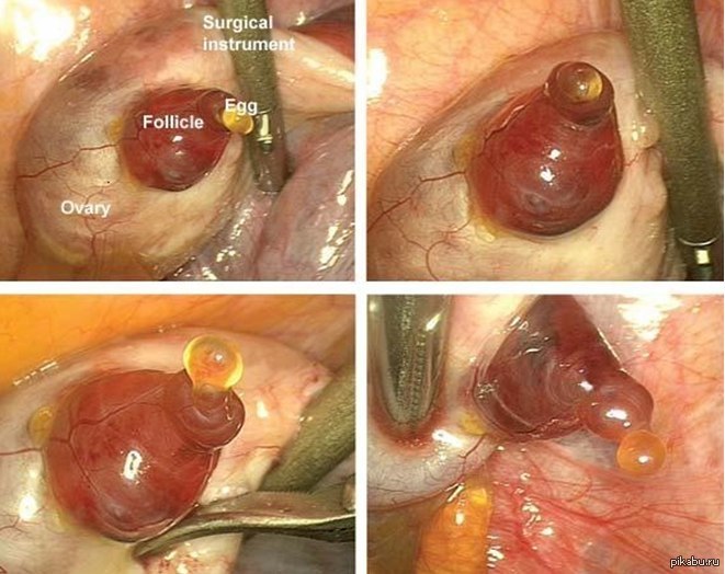 ������. ��������. ����������.