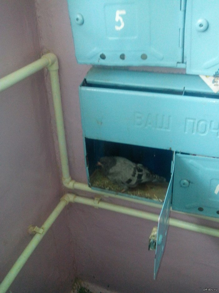 Почтовый голубь