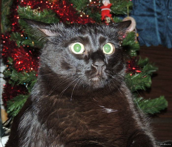HypnoCat!