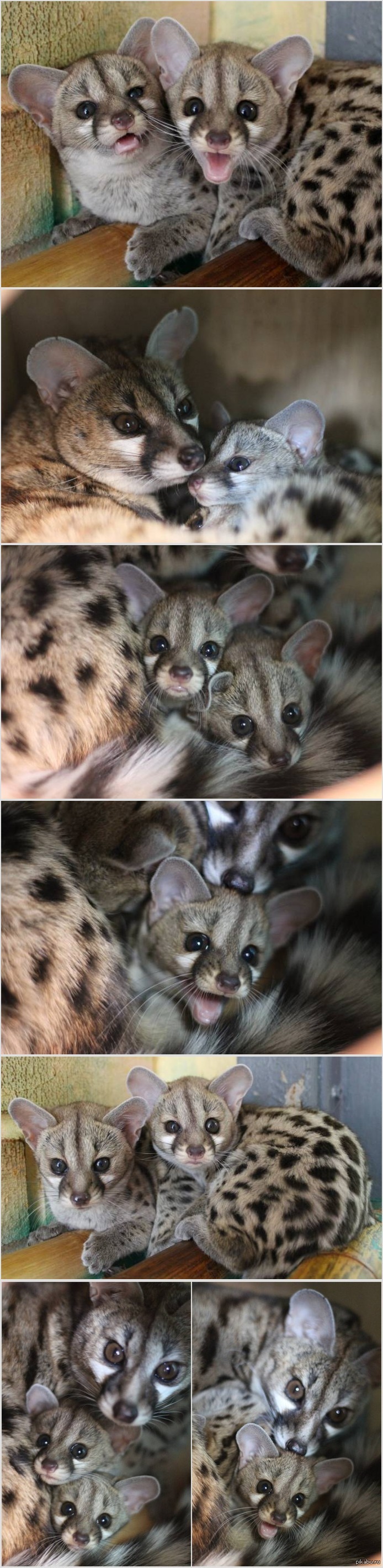 In the Krasnoyarsk park Roev Ruchey cat genets have offspring. - Longpost, Animals, Toddlers, Children