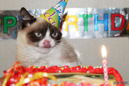 Grumpy Cat     (1 ).
