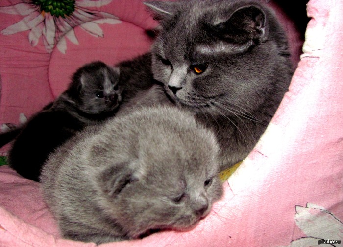 � ��� ���������� - ��� �������������)