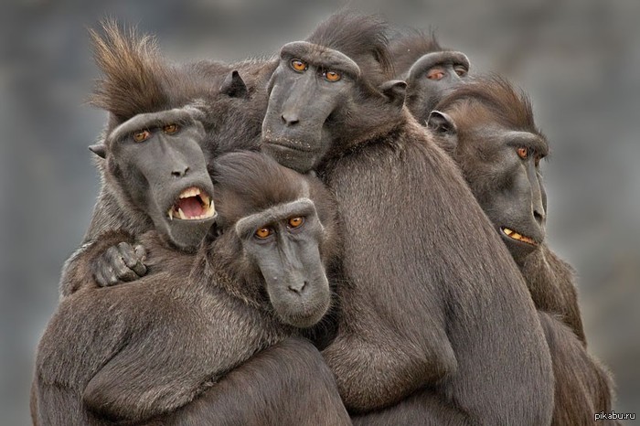  - ! Ape Family by Jozef de Fraine, Belgium