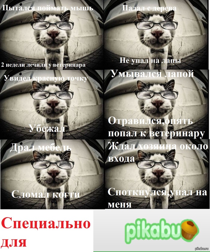       )     http://pikabu.ru/story/_1146749   http://pikabu.ru/story/kot__ublyudok_stiv_1146888
