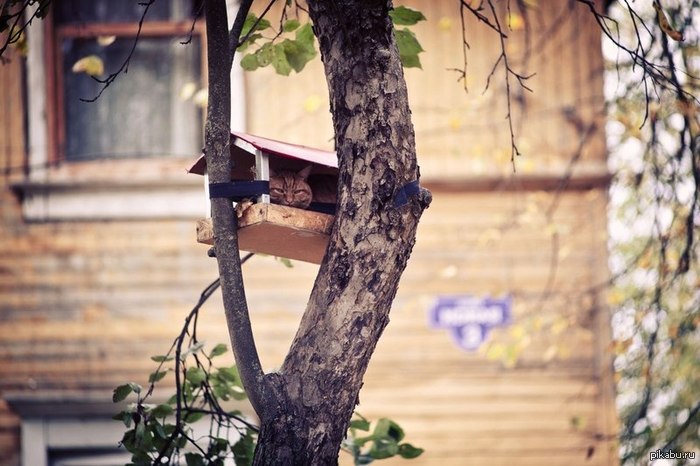 The Rooks Have Arrived - The Rooks Have Arrived, Spring, cat, Trough