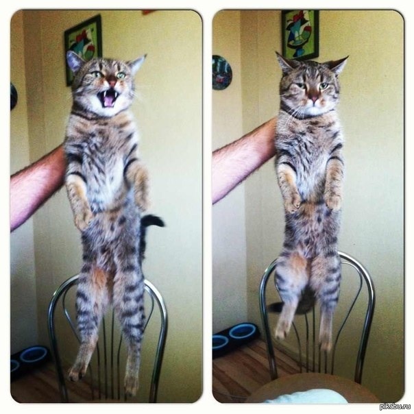 ��� ��������