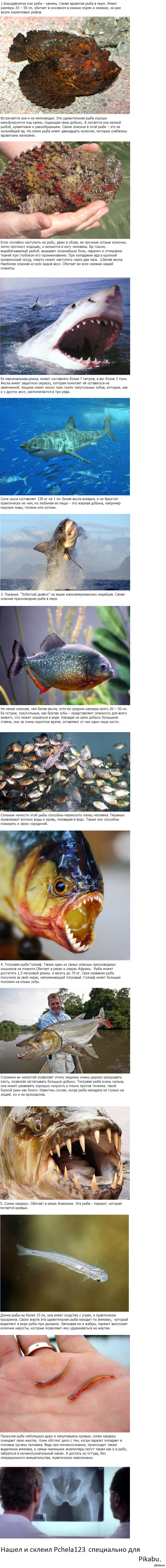 5 ����� ������� ���. (����������)