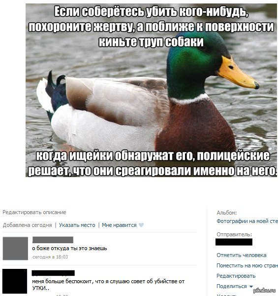 Утка мем. Утка мемы. Приколы про утку. Утка шутка. Уточка Мем.