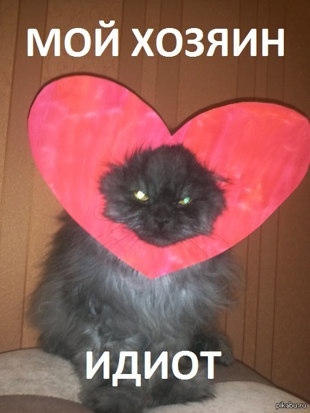 Котэ негодует