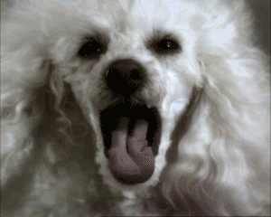 смешной такой пудель...