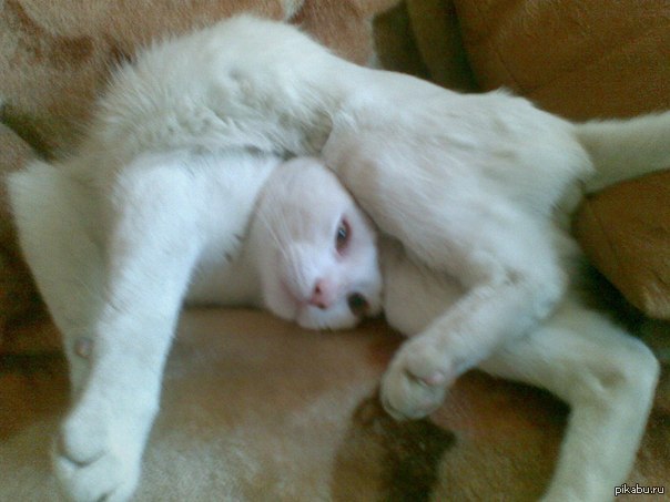 Котэ упорот