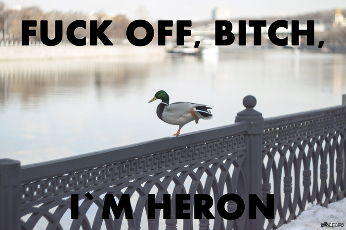   Heron - 