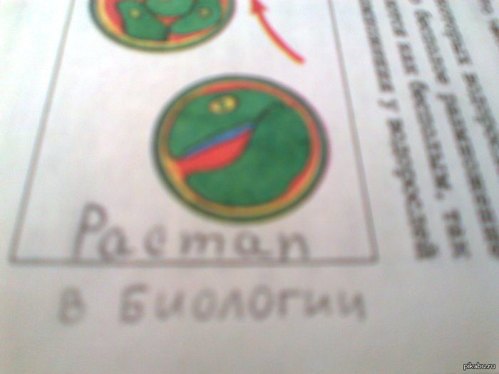 Учебник биологии...