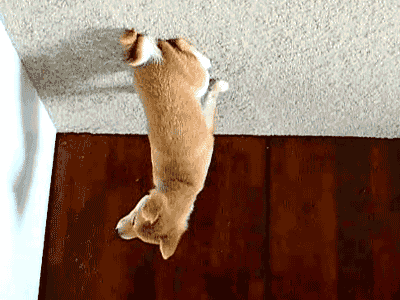 Я профессиональный переворачиватель гифок и добавлятель красных глаз!