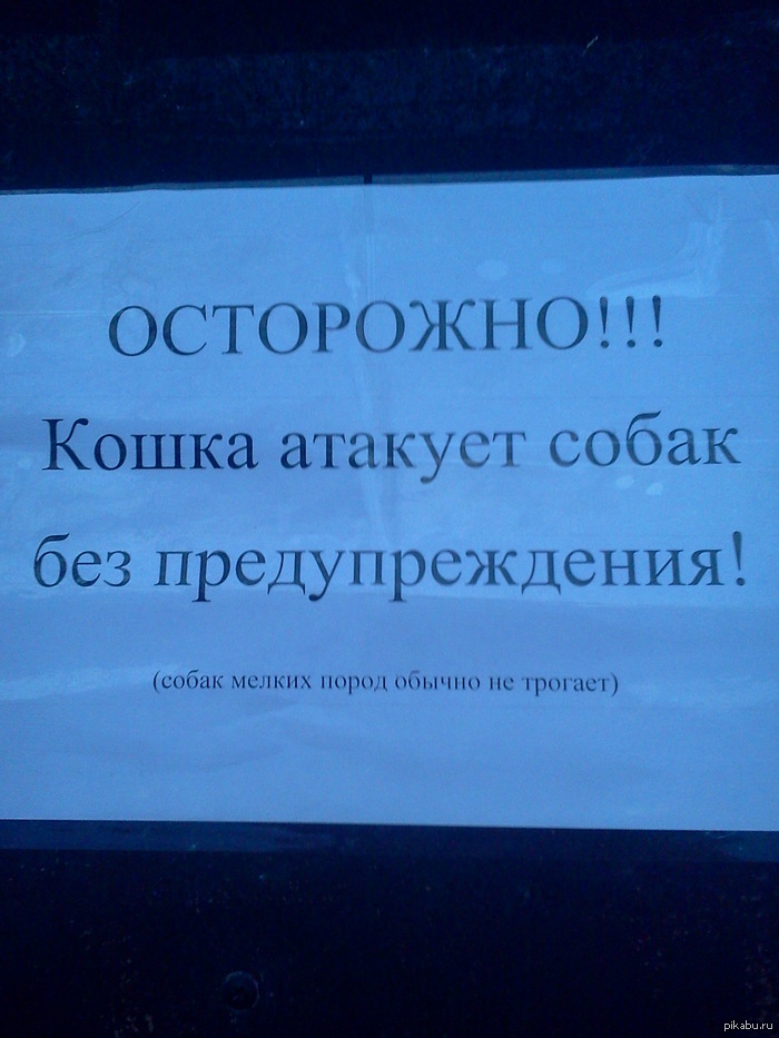 Злой кот охраняет магазин