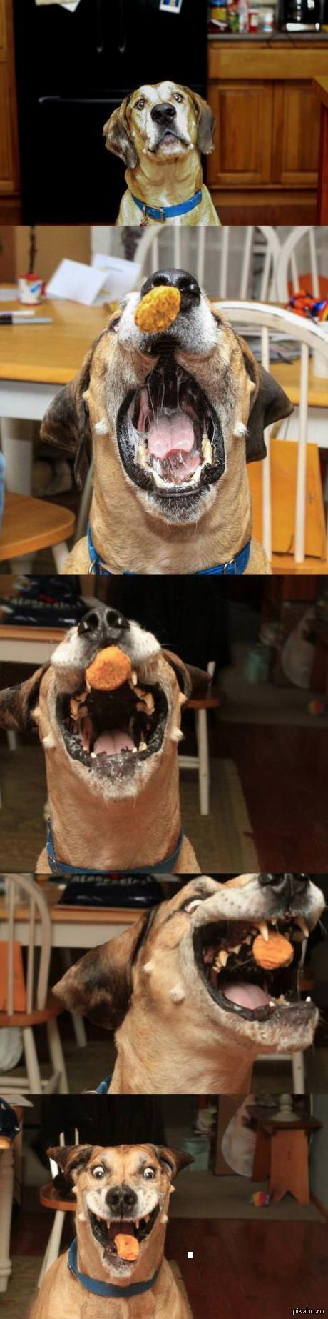 Omnom. What's stuck between your teeth? - Dog, Humor, Funny, The photo, Jokes and laughter