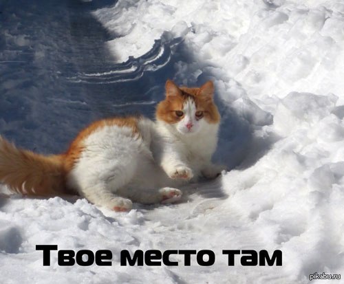 Свеженькие котомемы | Пикабу
