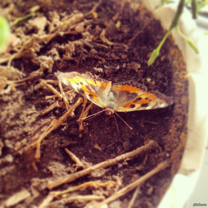 ��� ����� �������� �������� � ����=)